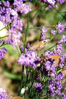 Butterfly ox-eye, summer, Saxony, Germany