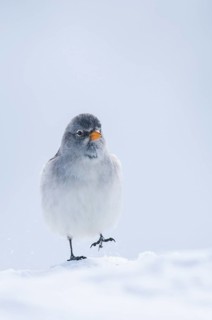 Snowfinch (Montifringilla nivalis), Valais, Switzerland
