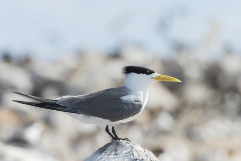Greater Crested Tern (Thalasseus bergii), Layang-Layang, Malaysia