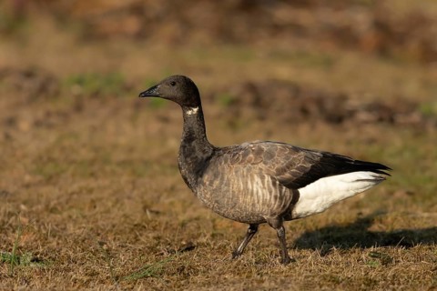 Brant Goose (Branta bernicla) foraging, Smaland, Sweden