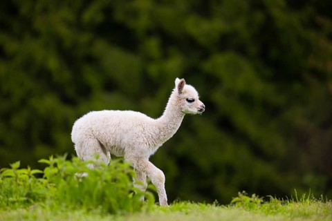 One young Alpaca (Vicugna pacos) stands on a fresh green meadow . A green forest in the distant