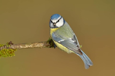 Blue tit (Parus caeruleus), sitting on a branch covered with moss, Wilnsdorf, North