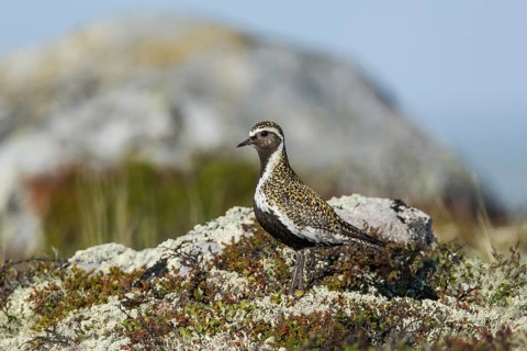 Goldregenpfeifer (Pluvialis apricaria) European Golden Plover