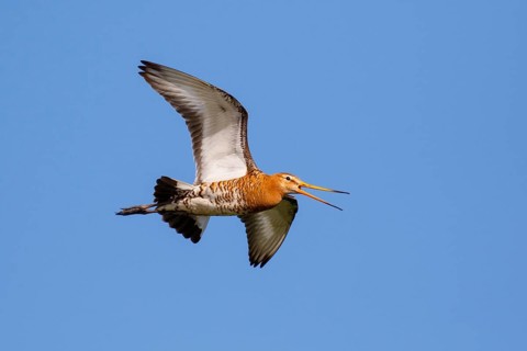 Black-tailed Godwit (Limosa limosa) calling in flight, Netherlands