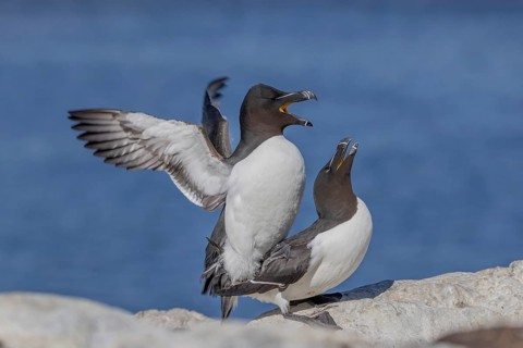 Razorbill (Alca torda), pair, copulation, Hornoya, Varangerfjord, Norway