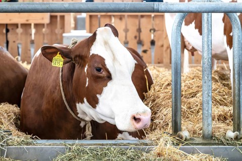 Dairy cow Swiss Fleckvieh