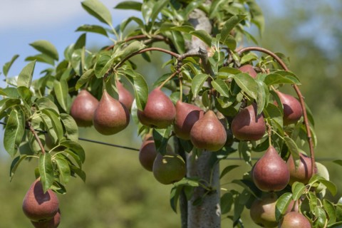 Pear (Pyrus communis 'Dicolor'), Bundessortenamt Prüfstelle Wurzen, Wurzen, Saxony, Germany