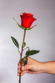 A vibrant red rose is delicately held by a hand, set against a neutral backdrop in a studio. The
