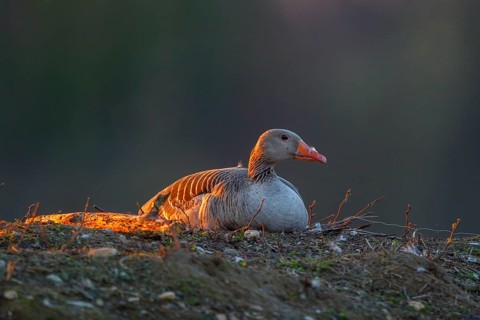 Greylag Goose (Anser anser) breeding, North Rhine-Westphalia, Germany