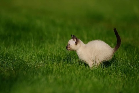 Kitten playing on a green meadow in the sunlight, domestic cat (Felis catus), Siamese cat, Siam