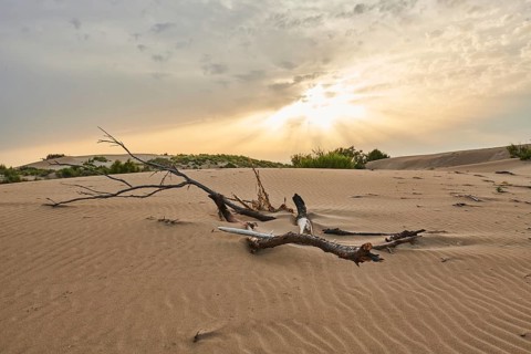 Beach "Platja del Fangar", Vegetation, nature reserve, ebro delta, Catalonia, Spain