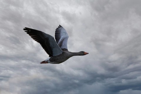 Greylag goose (Anser anser) in flight, North Rhine-Westphalia, Germany