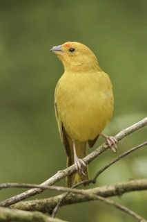 Saffron Finch (Sicalis flaveola) male, Ecuador