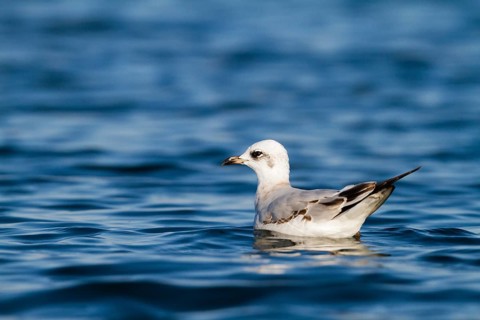 Mediterranean Gull (Ichthyaetus melanocephalus), Baden-Wuerttemberg, Germany