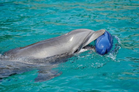 Dolphin playing in the water with a blue ball, Bottlenose dolphin (Tursiops truncatus), captive
