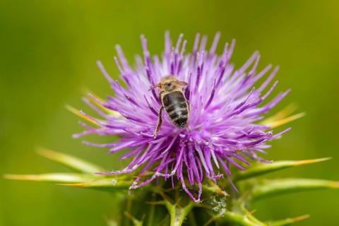 A honeybee gathers nectar from a purple silybum marianum flower, set against a blurred green