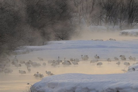 Red-crowned Crane (Grus japonensis), Hokkaido, Japan