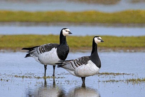 Two barnacle geese (Branta leucopsis) resting in shallow water at wetland