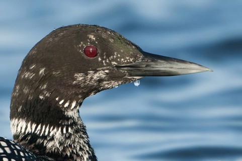 Great Northern Loon (Gavia immer), Texas, USA