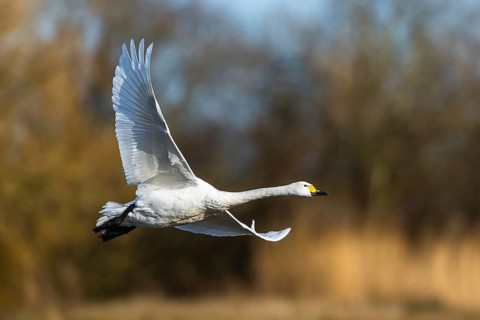 Tundra Swan, Bewick's Swan, Cygnus columbianus in flight at winter in Slimbridge, England, United