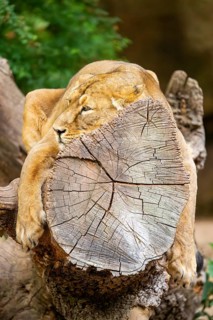 Asiatic lion (Panthera leo persica) female lying on a tree trunk, captive, Germany