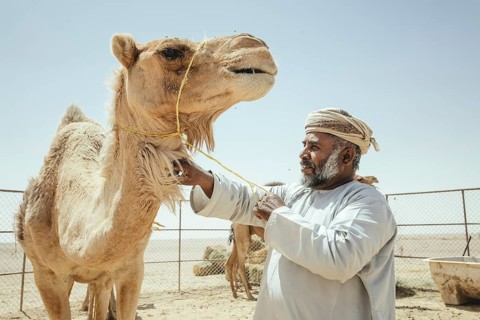 Dromedary of a camel herd (Camelus dromedarius) on the way back from the beach near Al Mhugsayl,