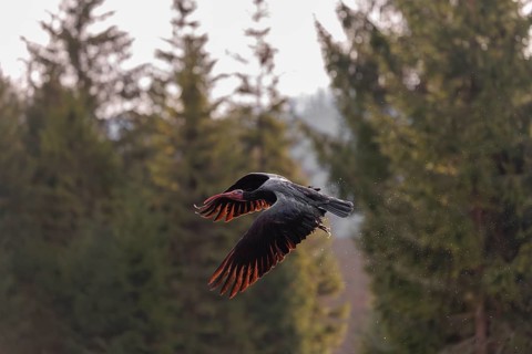 A Northern Bald Ibis, Hermit Ibis (Geronticus eremita) in flight in natural surroundings