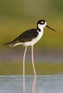 Black-necked Stilt (Himantopus mexicanus), Texas, USA