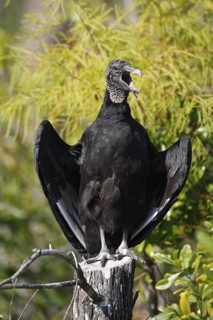 Black Vulture (Coragyps atratus), Florida, USA