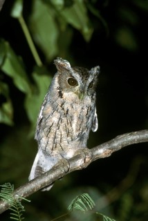 Balsas Screech-Owl Megascops seductus Colima City, Colima, MEXICO November Adult Strigidae