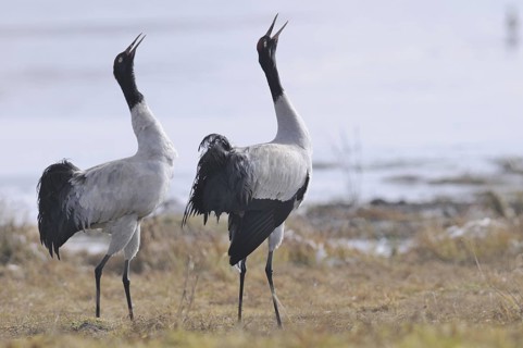 Black-necked Crane (Grus nigricollis) calling, Dashanbo, China