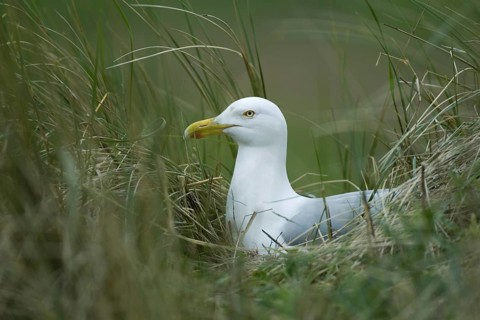 European Herring Gull (Larus argentatus), Texel, Netherlands