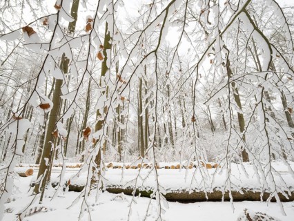 Beech woodland (Fagus sylvatica), trees and felled stems covered in hoarfrost and snow in winter,