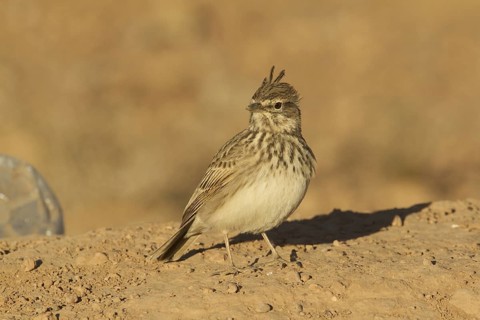 Thekla Lark (Galerida theklae), Morocco