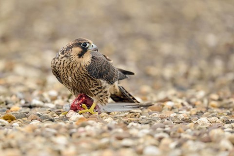 Peregrine Falcon (Falco peregrinus) young male feeding on prey, North Rhine-Westphalia, Germany