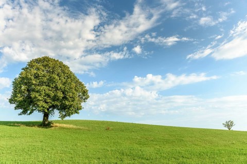 Lone tree on a hill in the French countryside. Jura, Lons-le-Saunier, Burgundy-Franche-Comte,