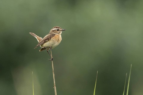 Whinchat (Saxicola rubetra) female perched on a stalk, Mecklenburg-Western Pomerania, Germany