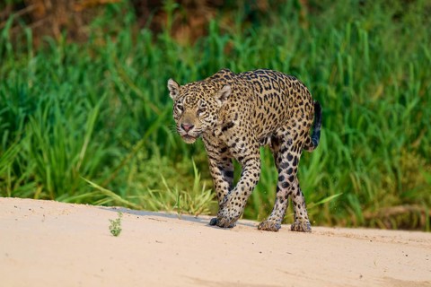 The jaguar walks focussed over a sandy plain, flanked by dense bushes, Jaguar (Panthera onca),