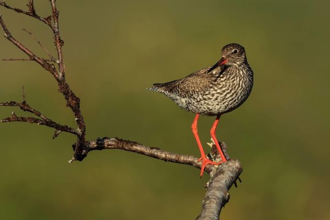 Common Redshank (Tringa totanus), Dalarna, Sweden
