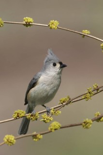 Tufted Titmouse (Baeolophus bicolor), Ohio, USA