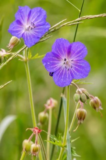 Meadow cranesbill (Geranium pratense) . Eninger Weide on the Swabian Alb, Eningen unter Achalm,