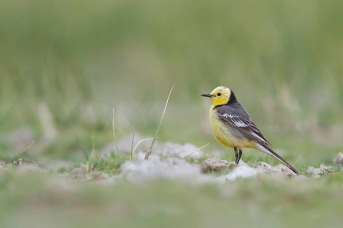 Citrine Wagtail - Zitronenstelze - Motacilla citreola ssp. citreola, Kazakhstan