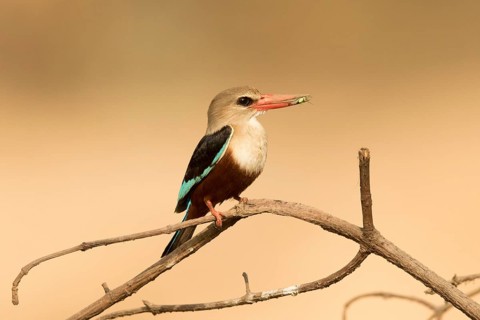 Grey-headed Kingfisher (Halcyon leucocephala), Gambia