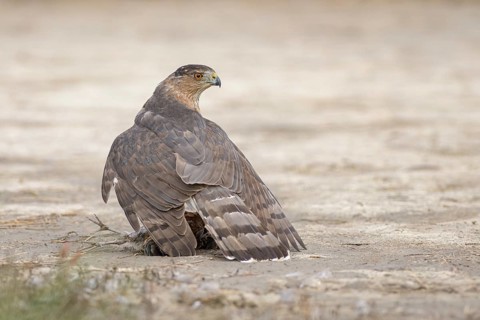Cooper's Hawk (Accipiter cooperii) perched on the ground, Texas, USA