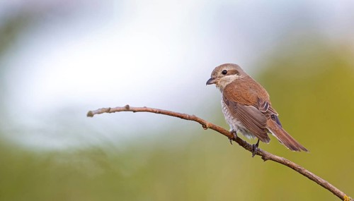 Red-backed shrike (Lanius collurio), female, district of Worms, Hockenheim, Baden-Württemberg,