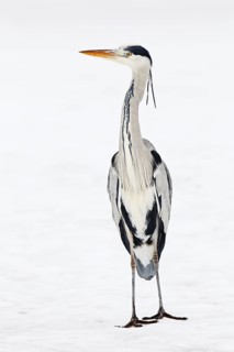 Grey Heron (Ardea cinerea), Berlin, Germany