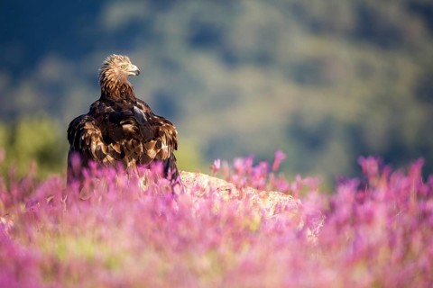 Golden Eagle (Aquila chrysaetos), Madrid, Spain