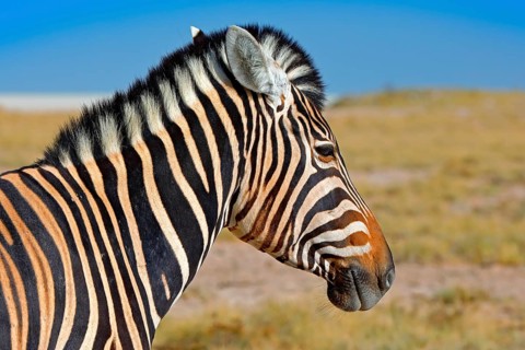 Zebra with blue storm sky with clouds. Burchell's zebra, Equus quagga burchellii, Nxai Pan National