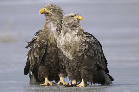 White-tailed Eagle (Haliaeetus albicilla), Mecklenburg-Western Pomerania, Germany