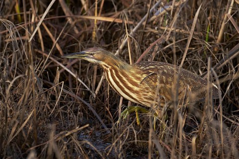 American Bittern